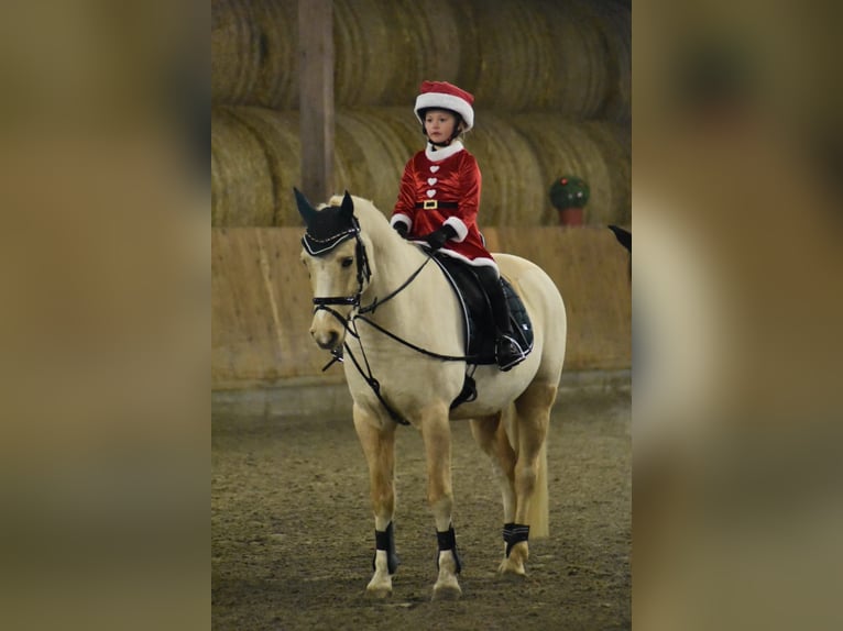 Niemiecki kuc wierzchowy Wałach 14 lat 146 cm Izabelowata in Neufeld