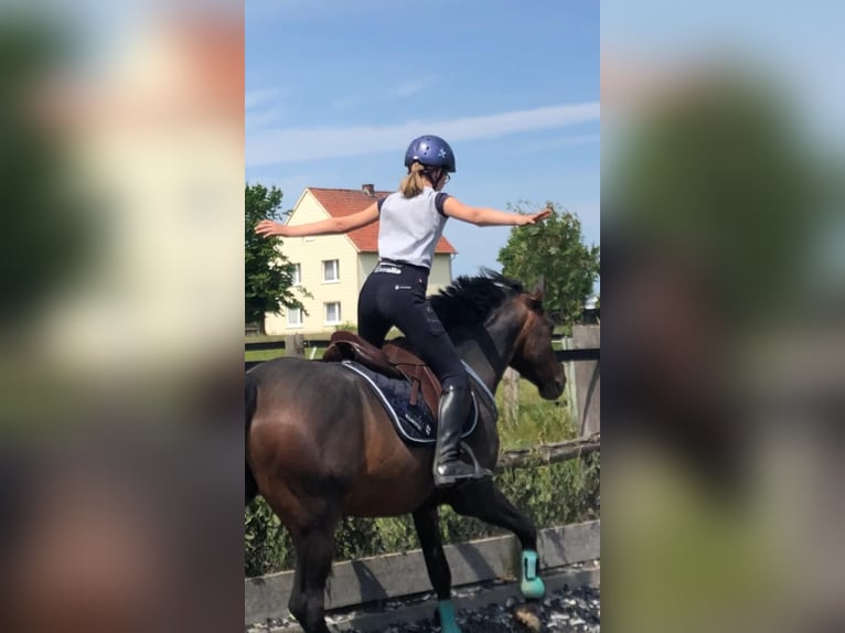Niemiecki kuc wierzchowy Wałach 14 lat 147 cm Ciemnogniada in WolfenbüttelWolfenbüttel