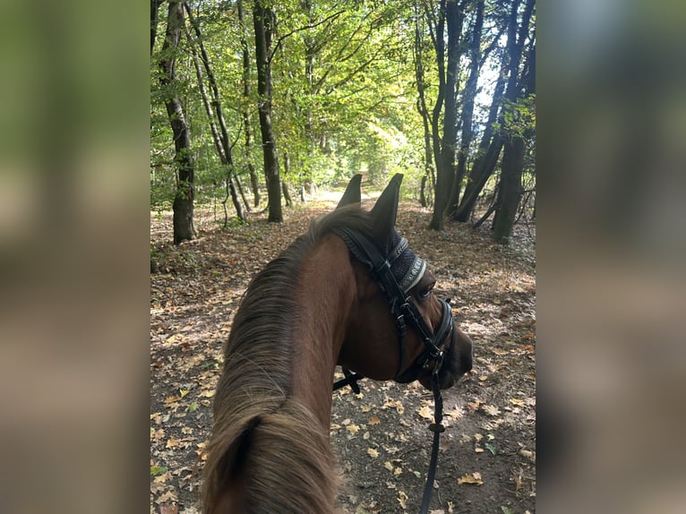 Niemiecki kuc wierzchowy Wałach 14 lat 147 cm Kasztanowata in Karben