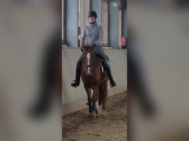 Niemiecki kuc wierzchowy Wałach 14 lat 148 cm Kasztanowata in Kottingbrunn