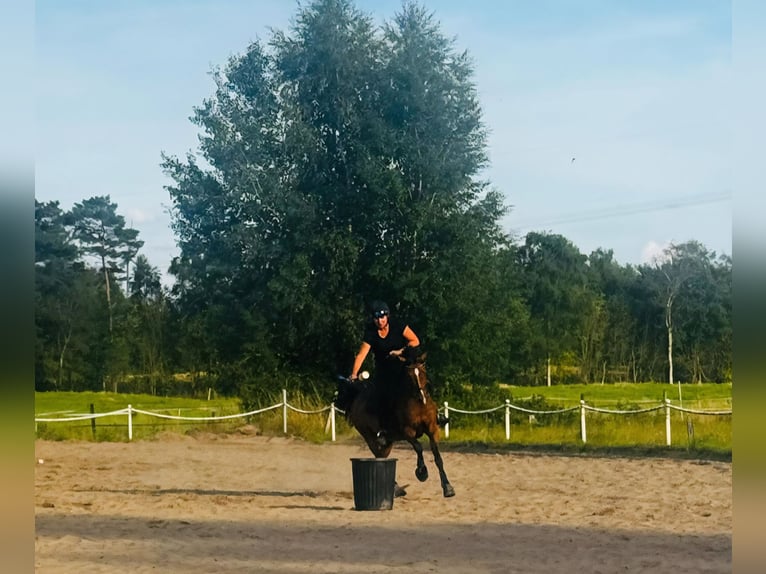Niemiecki kuc wierzchowy Wałach 14 lat 150 cm Gniada in Achim