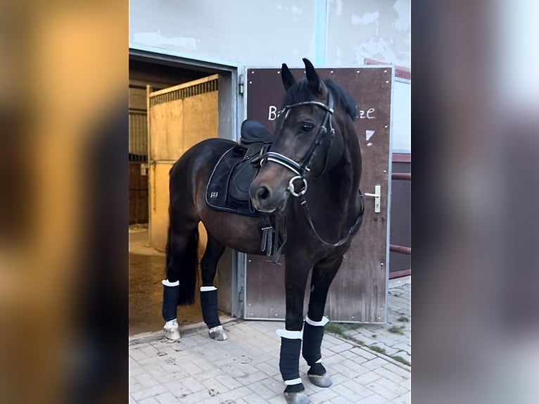 Niemiecki kuc wierzchowy Wałach 14 lat 153 cm Kara in DreiheideTürgau