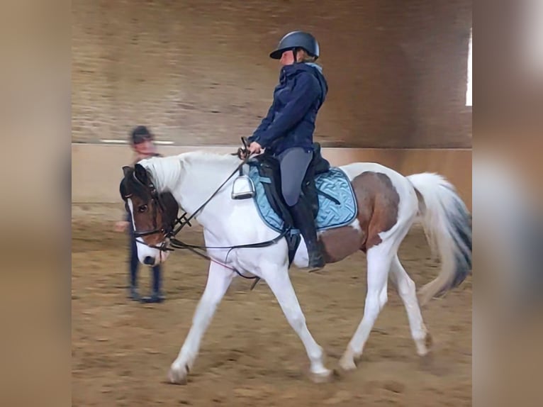 Niemiecki kuc wierzchowy Mix Wałach 15 lat 138 cm Srokata in Altenhausen