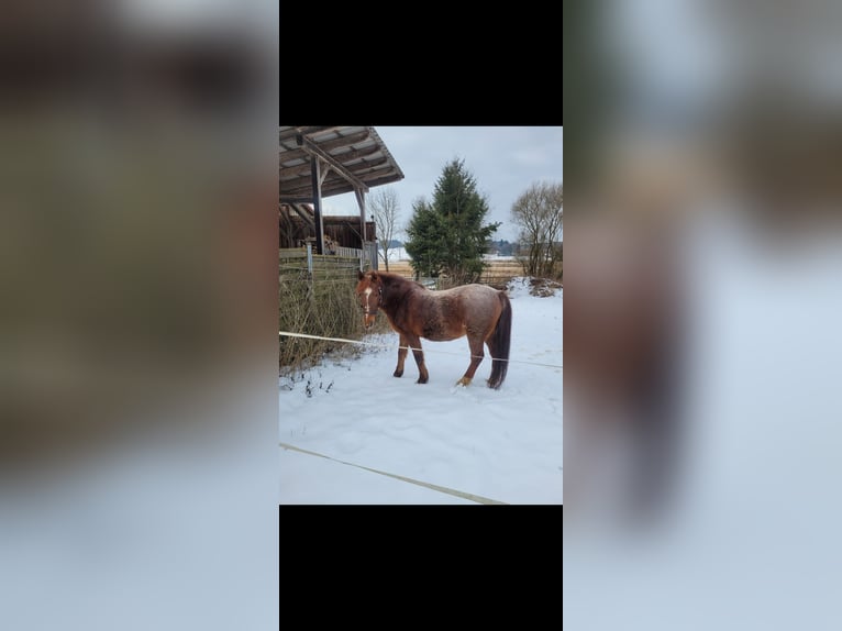 Niemiecki kuc wierzchowy Mix Wałach 15 lat 142 cm in Neufahrn in Niederbayern