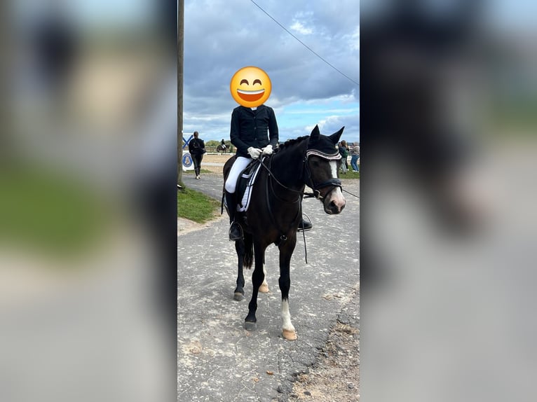 Niemiecki kuc wierzchowy Wałach 15 lat 144 cm Ciemnogniada in Rodgau