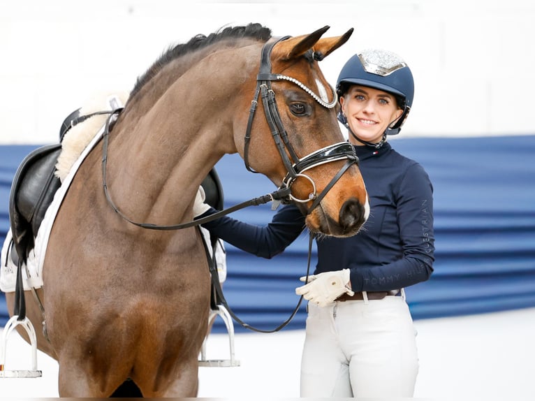 Niemiecki kuc wierzchowy Wałach 15 lat 145 cm Ciemnogniada in Marsberg