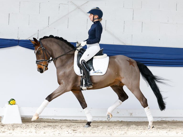 Niemiecki kuc wierzchowy Wałach 15 lat 145 cm Ciemnogniada in Marsberg