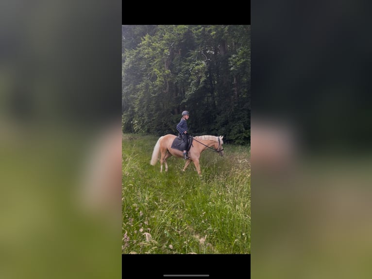 Niemiecki kuc wierzchowy Wałach 15 lat 145 cm Izabelowata in Kandern