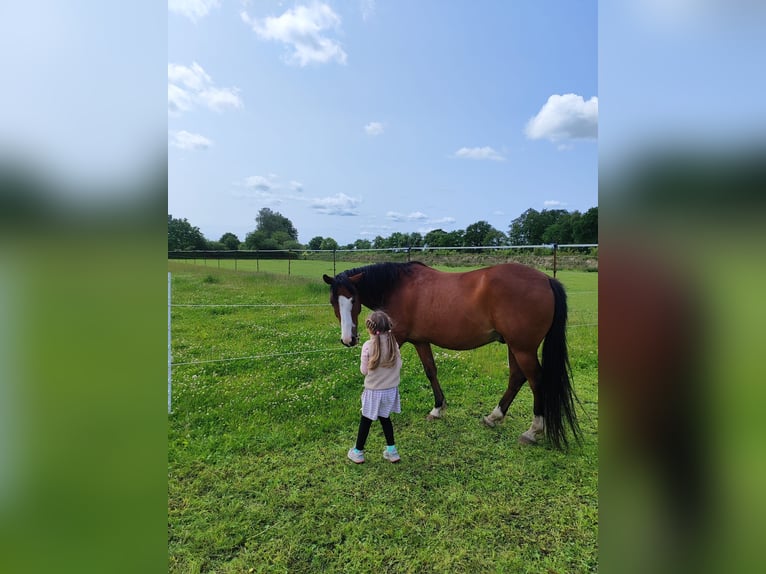 Niemiecki kuc wierzchowy Mix Wałach 15 lat 146 cm Gniada in Börm