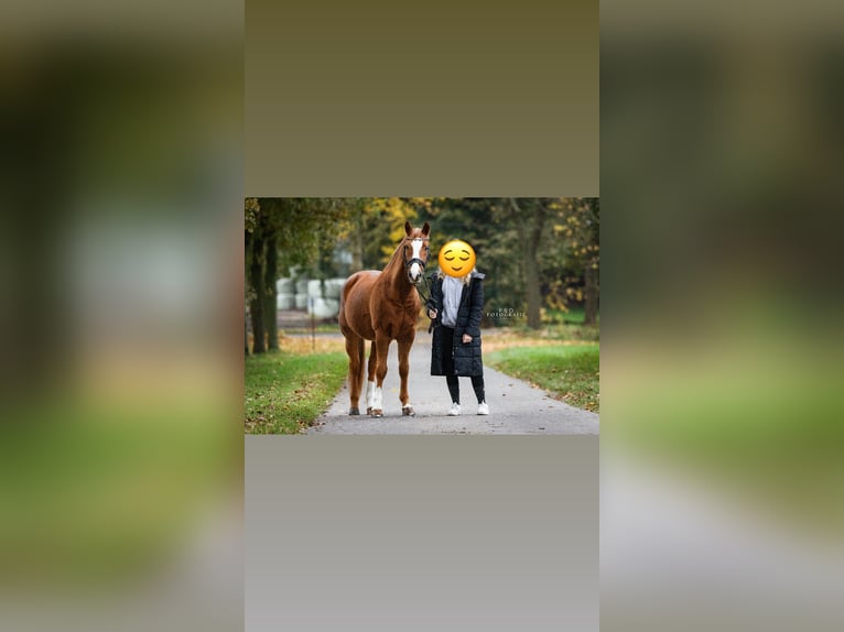 Niemiecki kuc wierzchowy Wałach 15 lat 146 cm Kasztanowata in Marl