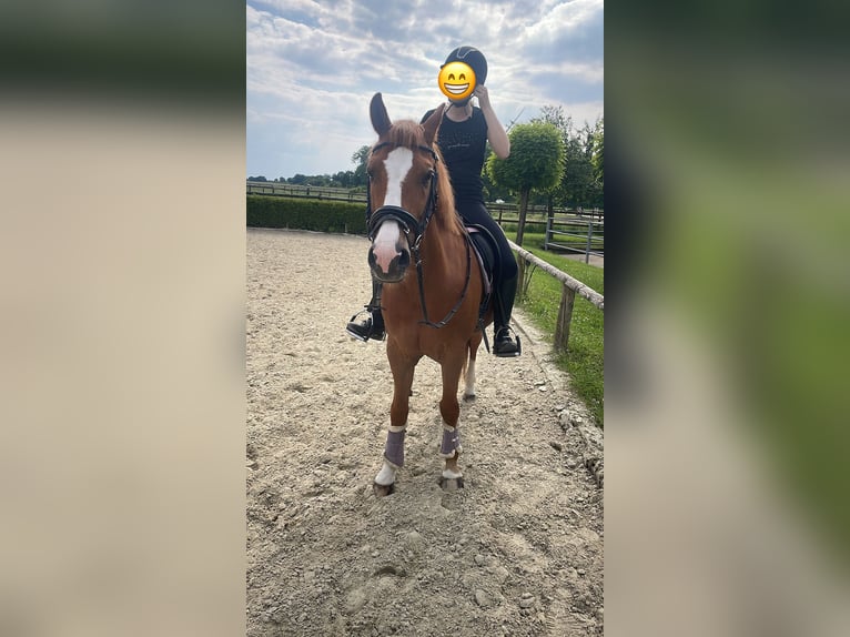 Niemiecki kuc wierzchowy Wałach 15 lat 146 cm Kasztanowata in Marl