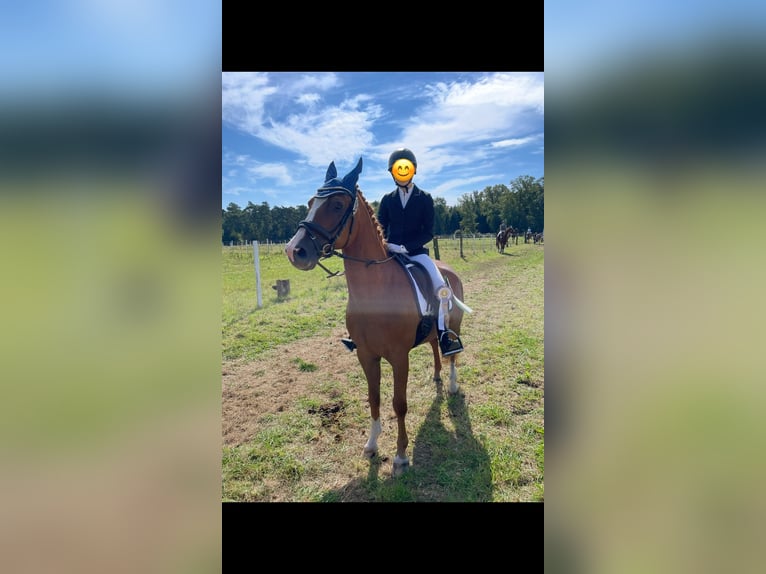 Niemiecki kuc wierzchowy Wałach 15 lat 146 cm Kasztanowata in Marl