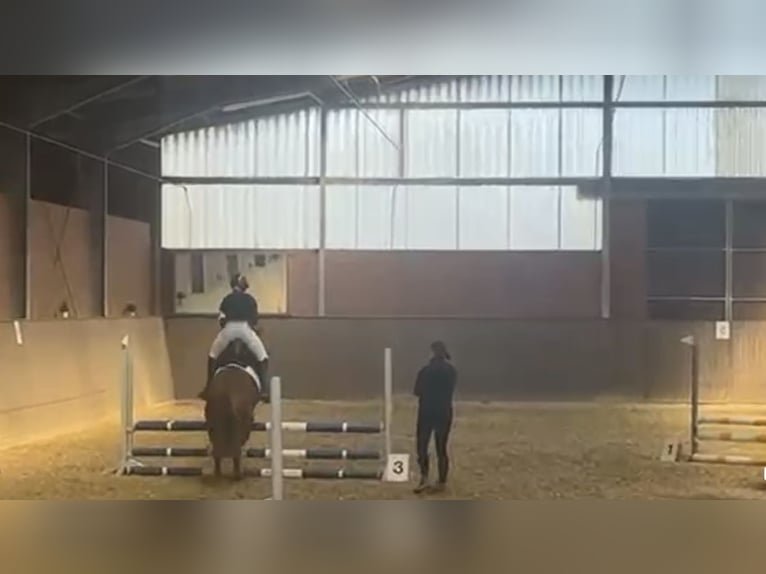 Niemiecki kuc wierzchowy Wałach 15 lat 146 cm Kasztanowata in Marl