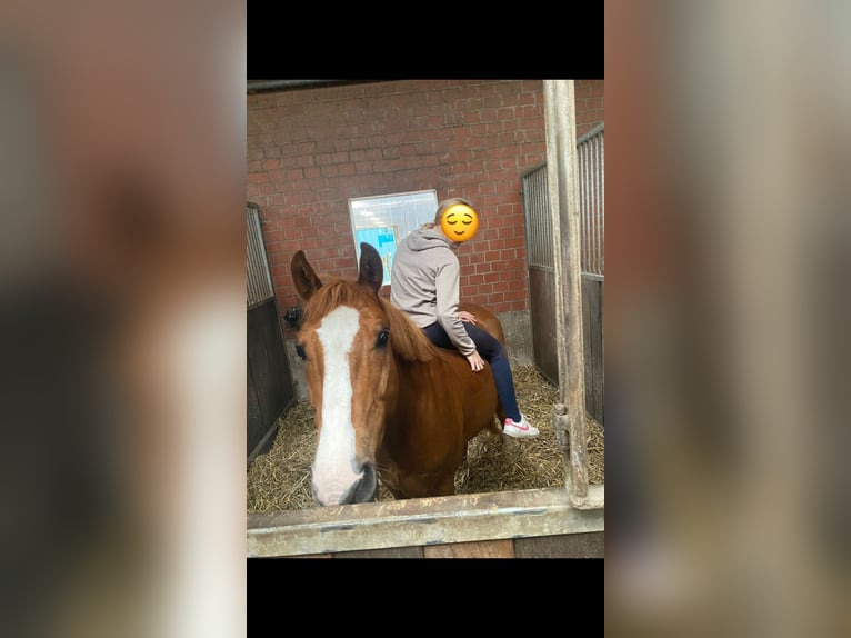 Niemiecki kuc wierzchowy Wałach 15 lat 146 cm Kasztanowata in Marl