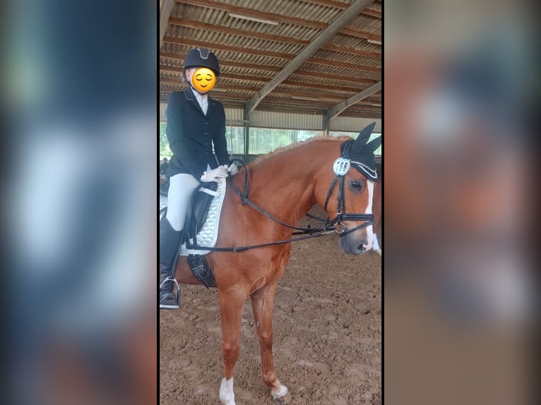 Niemiecki kuc wierzchowy Wałach 15 lat 146 cm Kasztanowata in Marl