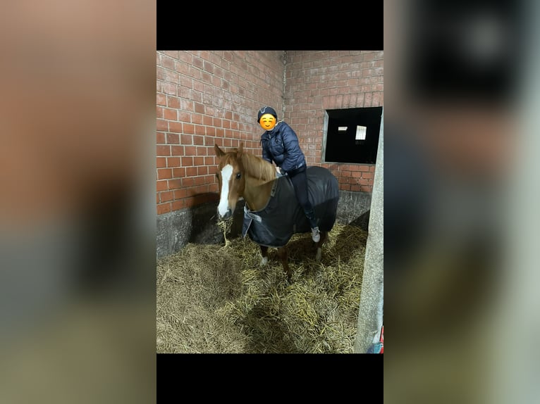 Niemiecki kuc wierzchowy Wałach 15 lat 146 cm Kasztanowata in Marl