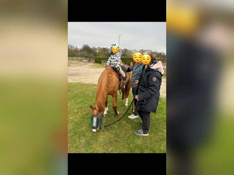Niemiecki kuc wierzchowy Wałach 15 lat 146 cm Kasztanowata in Marl