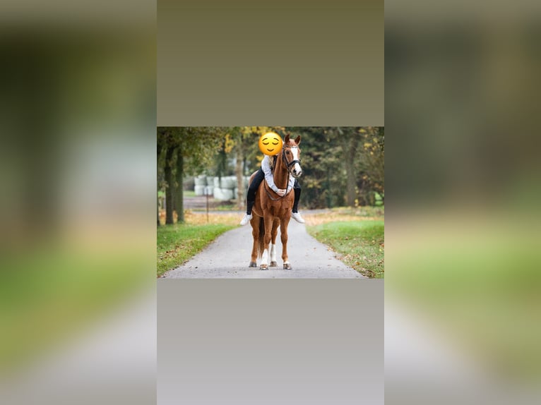Niemiecki kuc wierzchowy Wałach 15 lat 146 cm Kasztanowata in Marl