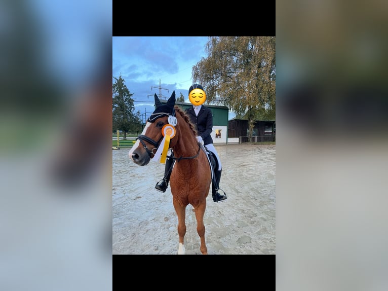 Niemiecki kuc wierzchowy Wałach 15 lat 146 cm Kasztanowata in Marl