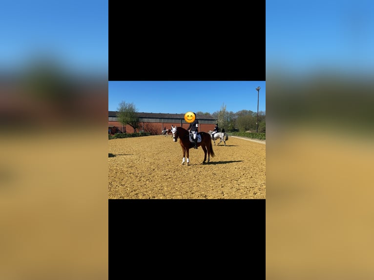 Niemiecki kuc wierzchowy Wałach 15 lat 146 cm Kasztanowata in Marl