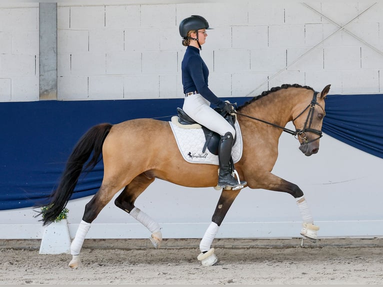 Niemiecki kuc wierzchowy Wałach 15 lat 148 cm Bułana in Marsberg