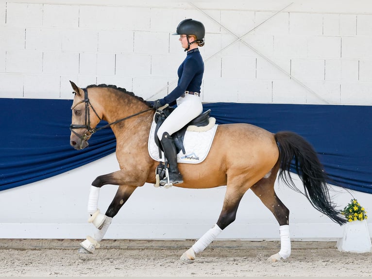 Niemiecki kuc wierzchowy Wałach 15 lat 148 cm Bułana in Marsberg