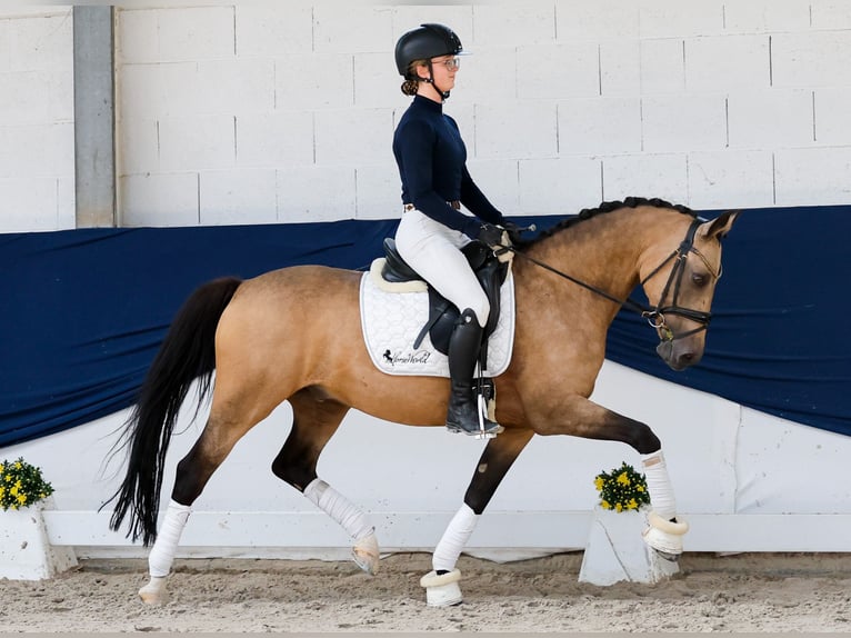 Niemiecki kuc wierzchowy Wałach 15 lat 148 cm Bułana in Marsberg
