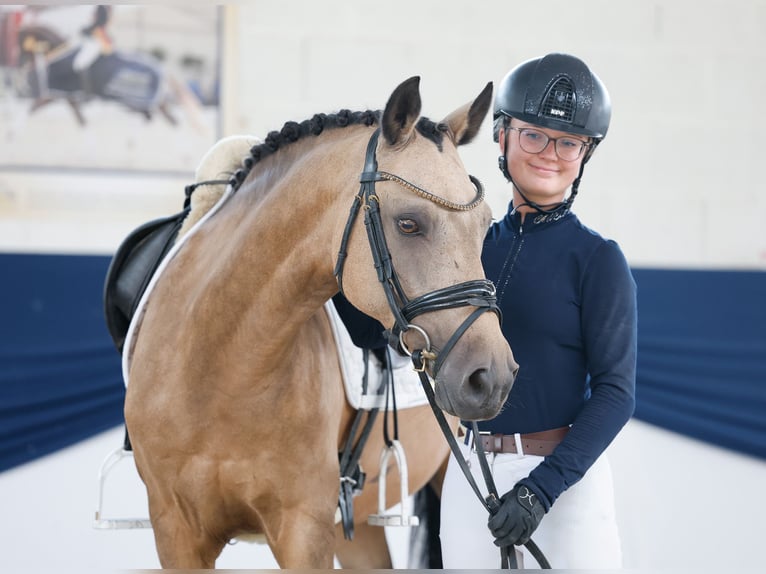 Niemiecki kuc wierzchowy Wałach 15 lat 148 cm Bułana in Marsberg