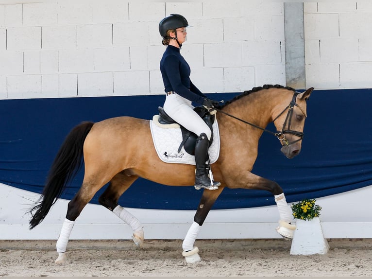 Niemiecki kuc wierzchowy Wałach 15 lat 148 cm Bułana in Marsberg