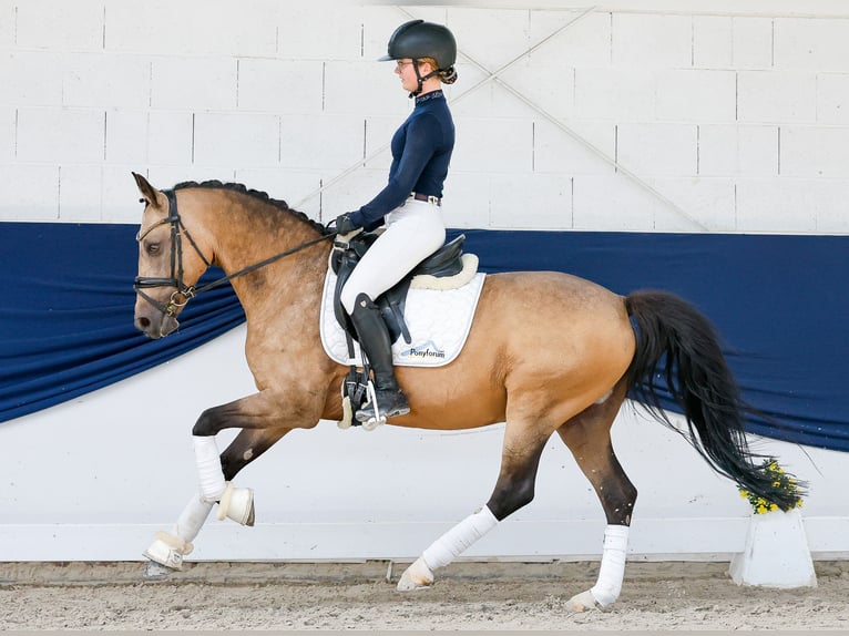Niemiecki kuc wierzchowy Wałach 15 lat 148 cm Bułana in Marsberg