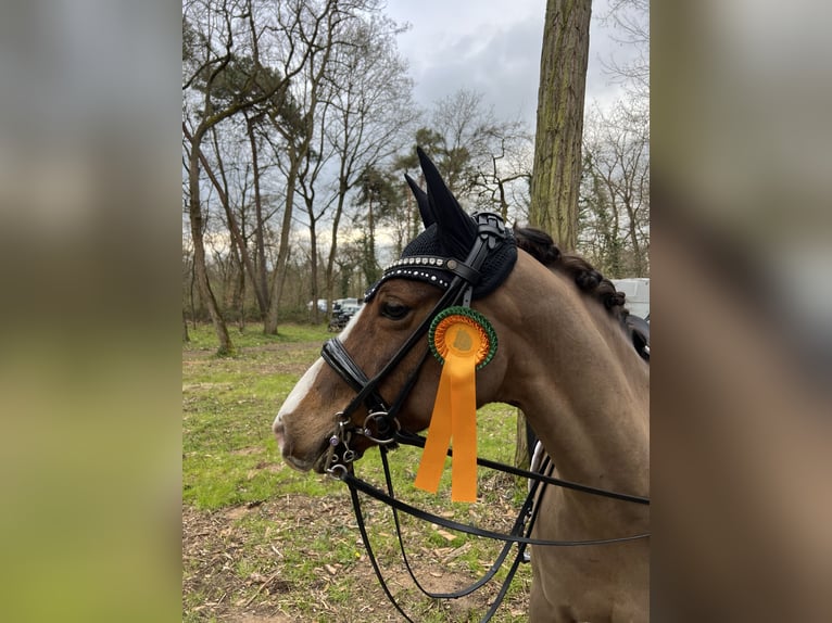 Niemiecki kuc wierzchowy Wałach 15 lat 148 cm Ciemnokasztanowata in Billigheim