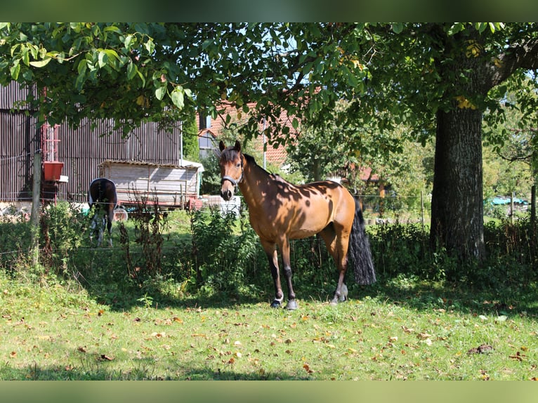 Niemiecki kuc wierzchowy Wałach 15 lat 148 cm Gniada in Künzelsau