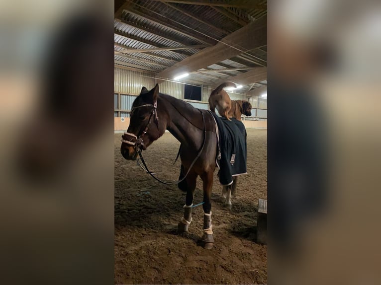 Niemiecki kuc wierzchowy Wałach 15 lat 148 cm Gniada in Schutterwald