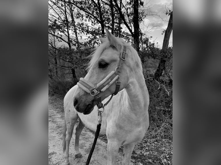 Niemiecki kuc wierzchowy Wałach 15 lat 148 cm Izabelowata in Vechta