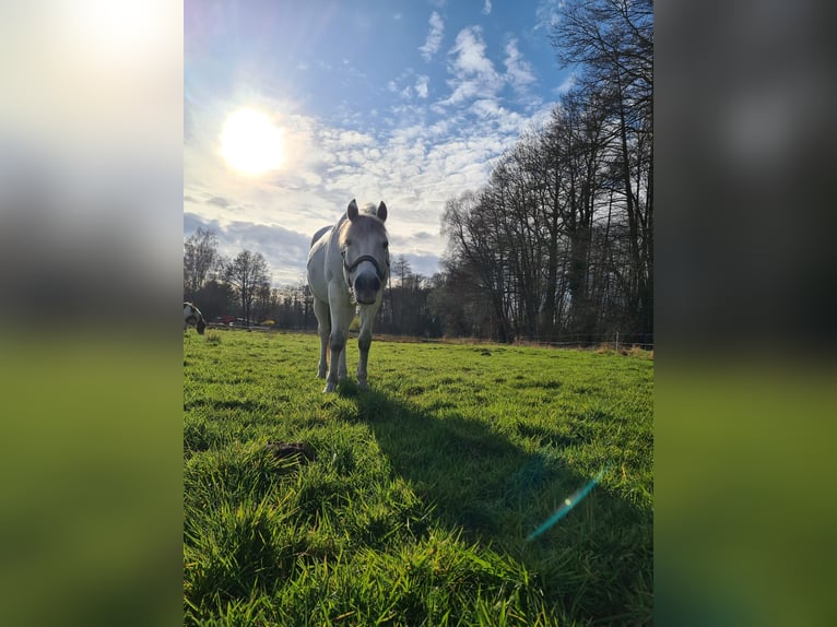 Niemiecki kuc wierzchowy Wałach 15 lat 148 cm Siwa in Dannenberg (Elbe)