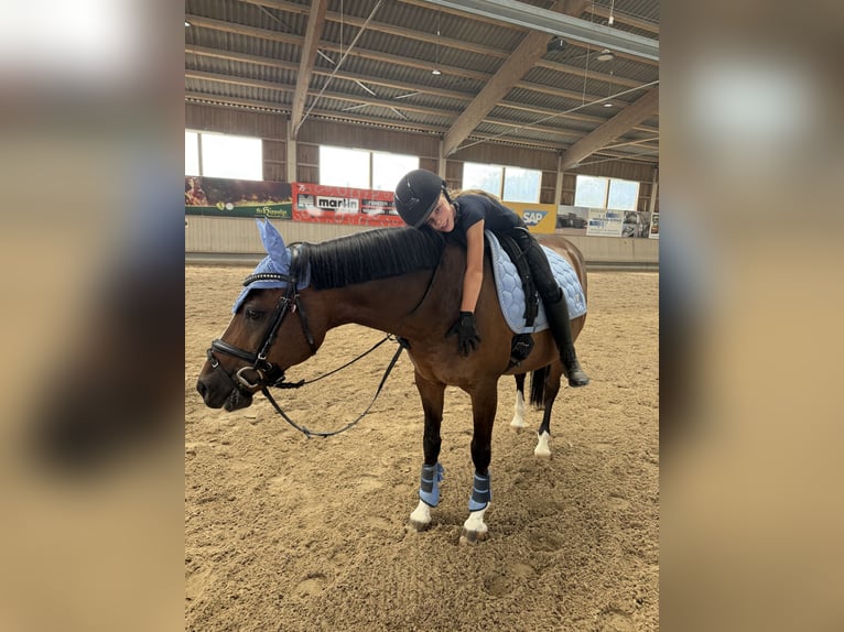 Niemiecki kuc wierzchowy Wałach 16 lat 142 cm Ciemnogniada in Walldorf