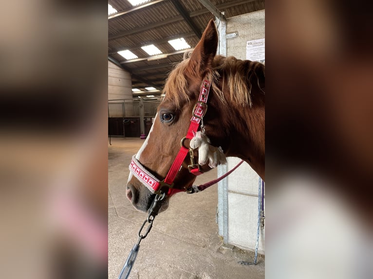 Niemiecki kuc wierzchowy Wałach 16 lat 142 cm Kasztanowata in Wincheringen