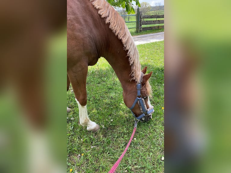 Niemiecki kuc wierzchowy Wałach 16 lat 142 cm Kasztanowata in Wincheringen