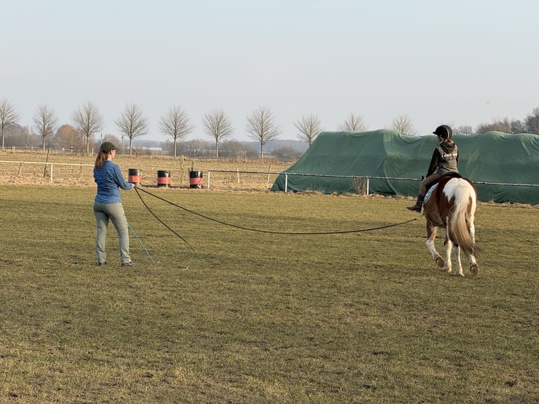 Niemiecki kuc wierzchowy Mix Wałach 16 lat 145 cm Srokata in Rostock