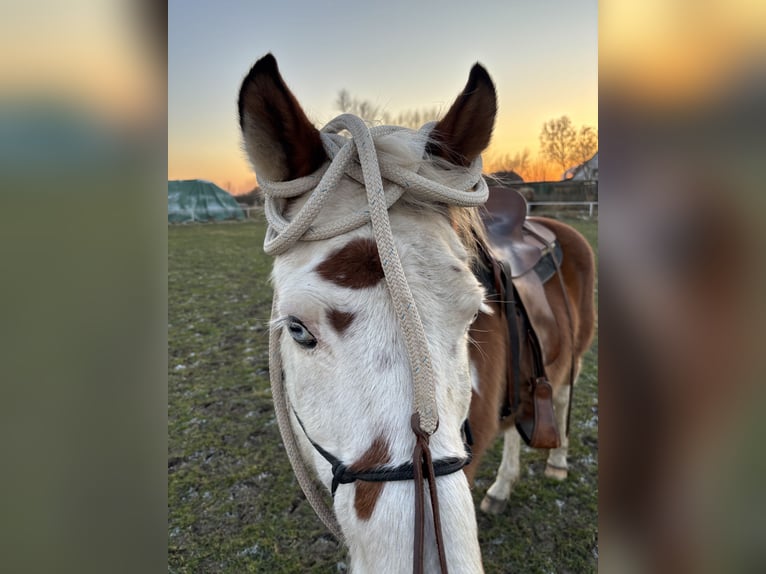 Niemiecki kuc wierzchowy Mix Wałach 16 lat 145 cm Srokata in Rostock