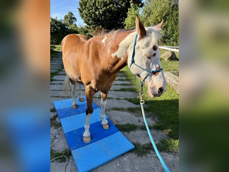 Niemiecki kuc wierzchowy Mix Wałach 16 lat 145 cm Srokata in Rostock