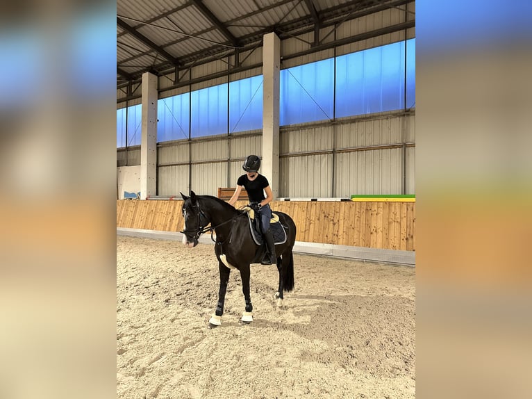 Niemiecki kuc wierzchowy Wałach 16 lat 146 cm Kara in Delitzsch
