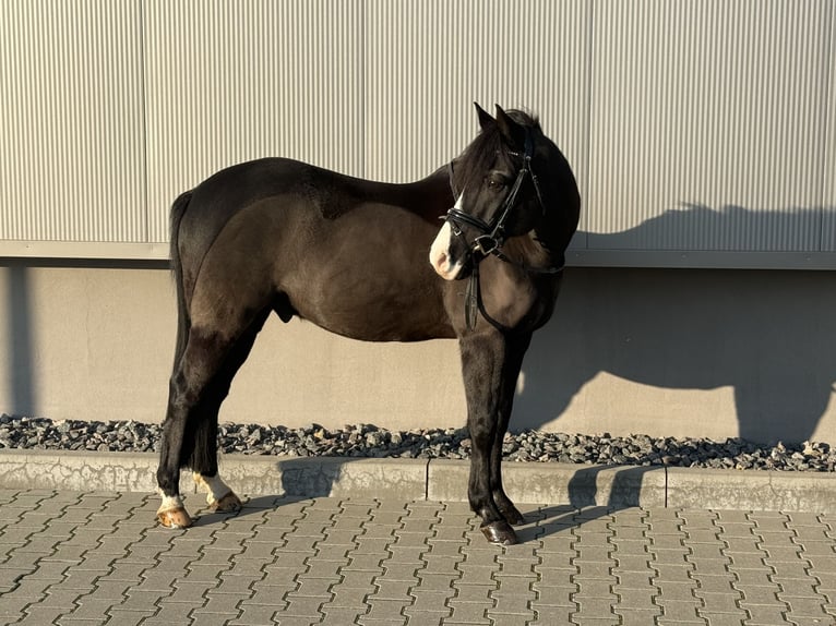 Niemiecki kuc wierzchowy Wałach 16 lat 146 cm Kara in Delitzsch