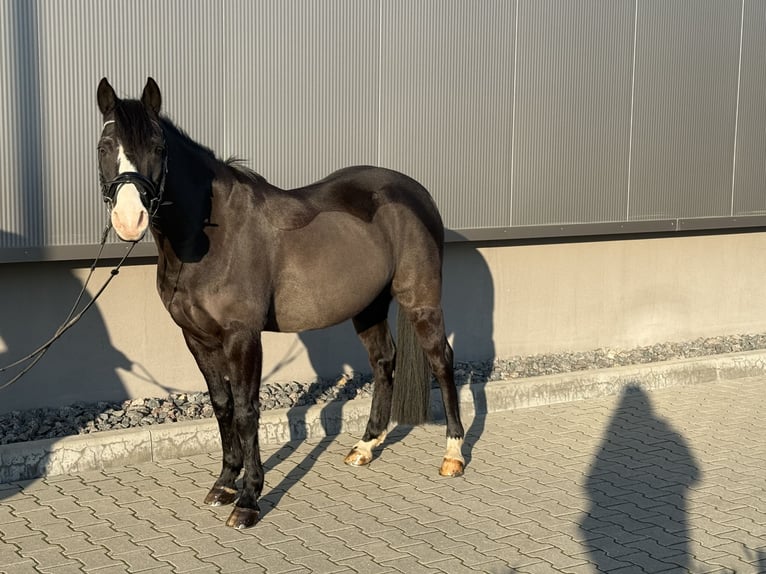Niemiecki kuc wierzchowy Wałach 16 lat 146 cm Kara in Delitzsch