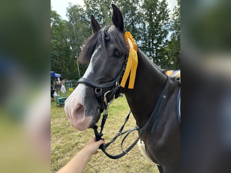 Niemiecki kuc wierzchowy Wałach 16 lat 146 cm Kara in Delitzsch