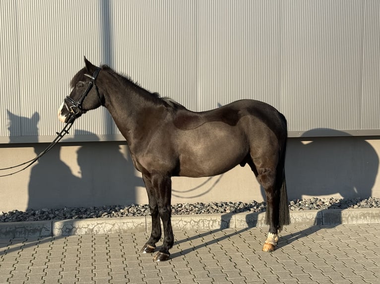 Niemiecki kuc wierzchowy Wałach 16 lat 146 cm Kara in Delitzsch