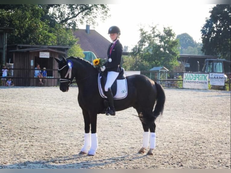 Niemiecki kuc wierzchowy Wałach 16 lat 146 cm Kara in GanderkeseeGanderkesee