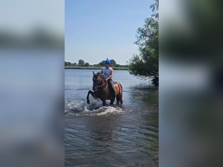 Niemiecki kuc wierzchowy Wałach 16 lat 148 cm Gniada in Dörverden