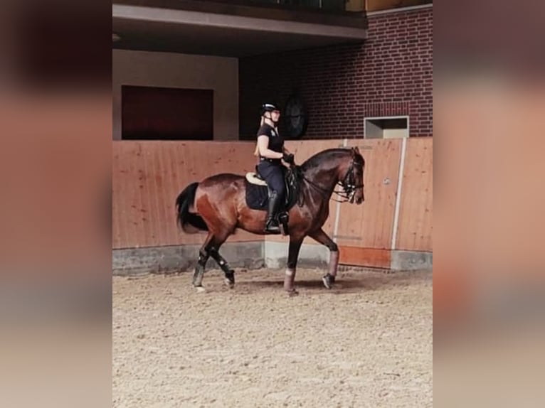 Niemiecki kuc wierzchowy Wałach 16 lat 148 cm Gniada in Dörverden