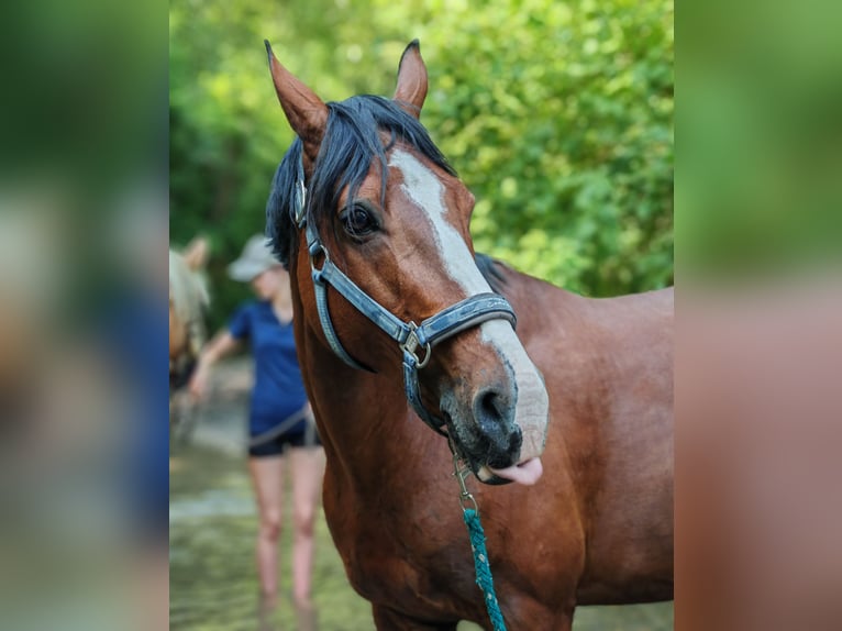 Niemiecki kuc wierzchowy Wałach 16 lat 156 cm Gniada in Schönau an der Triesting
